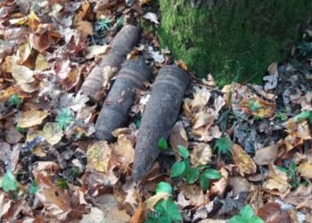 fot. Nadleśnictwo Chełm - zdjęcie ilustracyjne