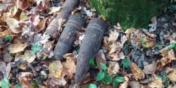 fot. Nadleśnictwo Chełm - zdjęcie ilustracyjne