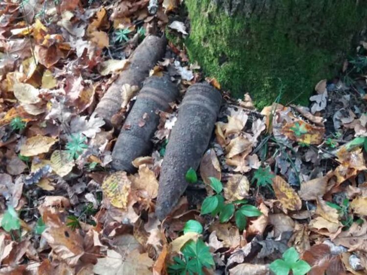 fot. Nadleśnictwo Chełm - zdjęcie ilustracyjne