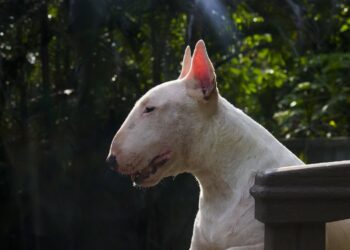 Pies zaatakował w lesie 8-latka. Dziecko trafiło do szpitala 15 Zdjęcie ilustracyjne. Fot. Pixabay