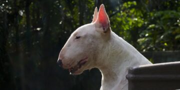 Zdjęcie ilustracyjne. Fot. Pixabay