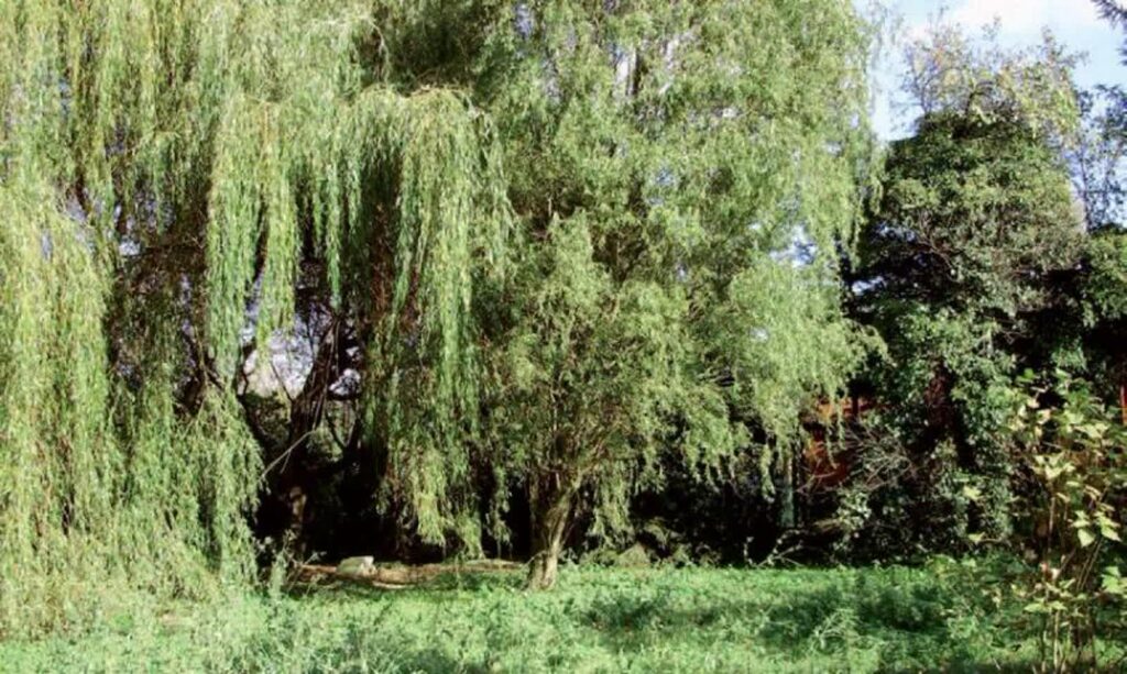 Park w Słońsku - fot. Lubuski Wojewódzki Konserwator Zabytków