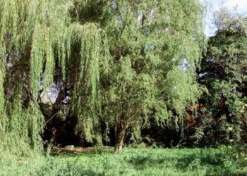 W Słońsku przyszedł czas na park 12 Park w Słońsku - fot. Lubuski Wojewódzki Konserwator Zabytków