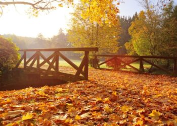 Odkryj uroki lasu. Jesienny spacer z leśnikiem i muzealnikiem Radio Zachód - Lubuskie