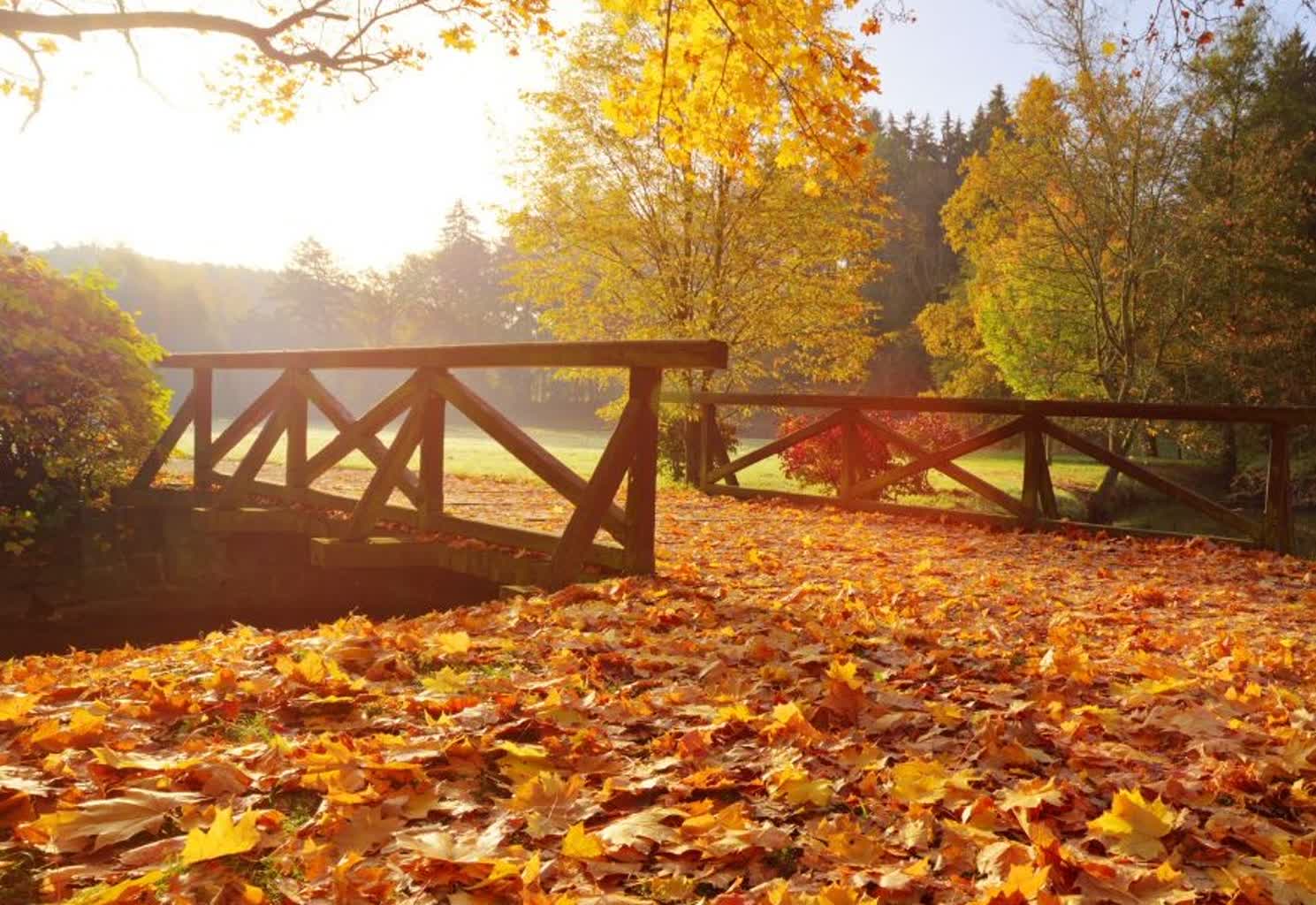 Odkryj uroki lasu. Jesienny spacer z leśnikiem i muzealnikiem Radio Zachód - Lubuskie