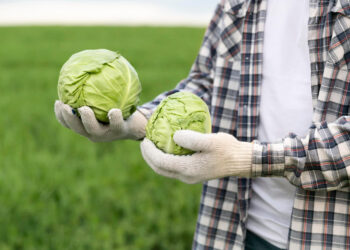 Rolnicy rozdawali zbiory. Teraz mają zapłacić VAT od nieuzyskanych przychodów 14 Fot. Freepik