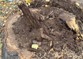 Suche drzewa znikną z cmentarzy, parków i chodników Radio Zachód - Lubuskie