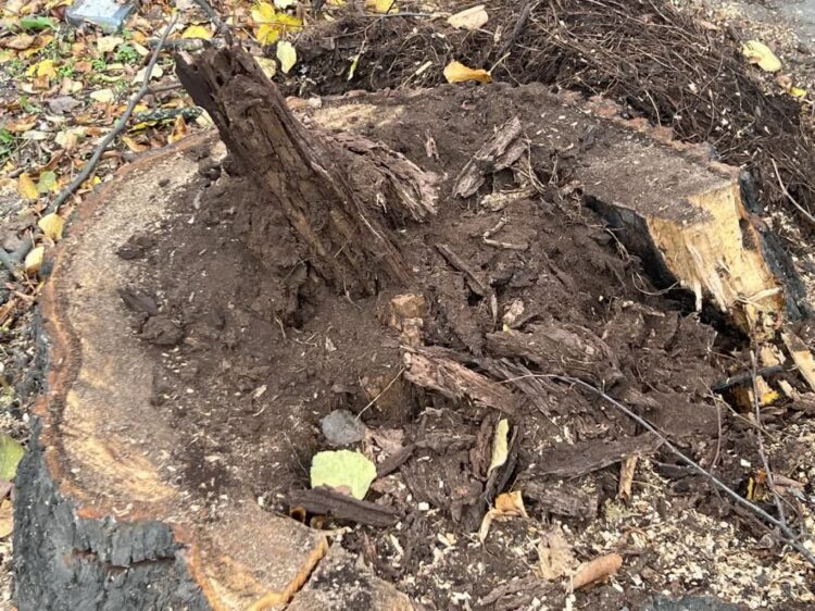 Suche drzewa znikną z cmentarzy, parków i chodników Radio Zachód - Lubuskie