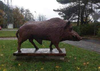 Początek sezonu łowieckiego. Myśliwi pojawią się w okolicznych lasach 13 Początek sezonu łowieckiego. Myśliwi pojawią się w okolicznych lasach Radio Zachód - Lubuskie