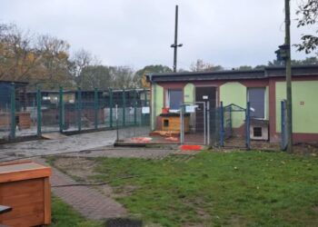 Gorzowskie schronisko wystartowało w konkursie. Liczy się każda złotówka Radio Zachód - Lubuskie