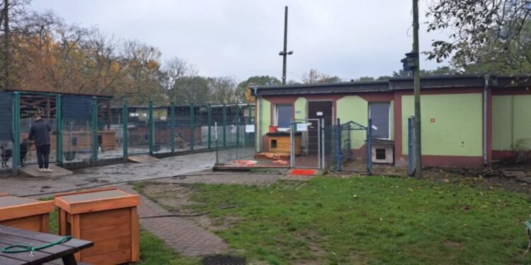 Gorzowskie schronisko wystartowało w konkursie. Liczy się każda złotówka Radio Zachód - Lubuskie