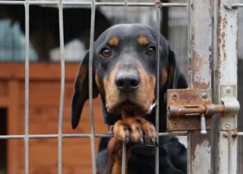 Schronisko apeluje o adopcje zwierząt przed zimą 13 Schronisko apeluje o adopcje zwierząt przed zimą Radio Zachód - Lubuskie