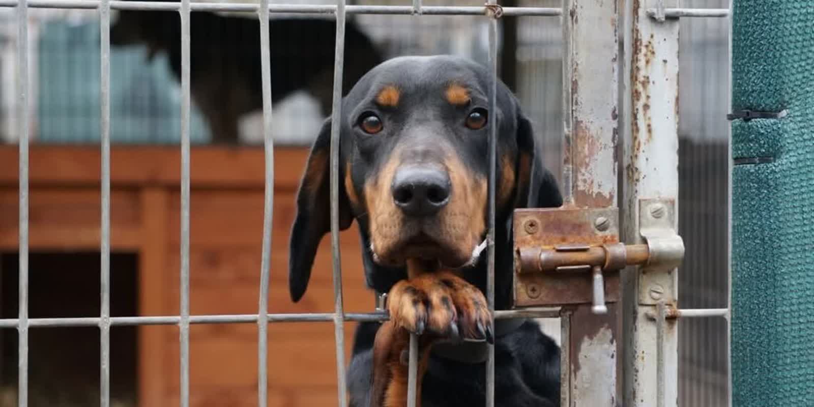 Schronisko apeluje o adopcje zwierząt przed zimą Radio Zachód - Lubuskie