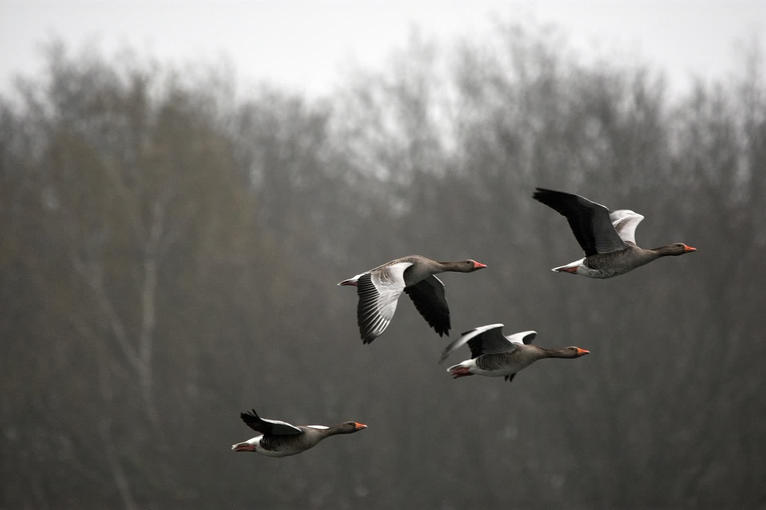 Klucze dzikich gęsi na lubuskim niebie