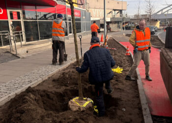 Nowe drzewa przy wyremontowanych ulicach Radio Zachód - Lubuskie