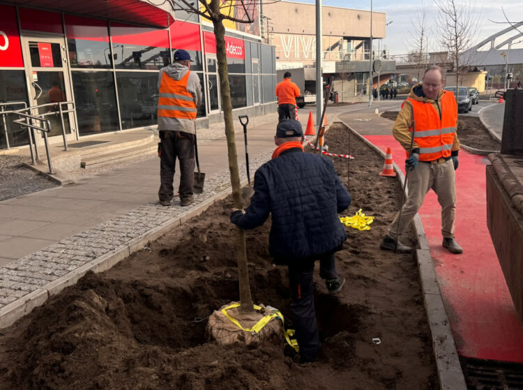 Nowe drzewa przy wyremontowanych ulicach Radio Zachód - Lubuskie