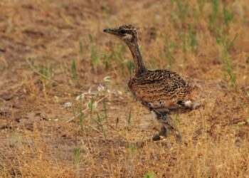 W Lubuskiem chcą przywrócić dropia - wymarły gatunek 18 wikimedia.org/Durzan Cîrano