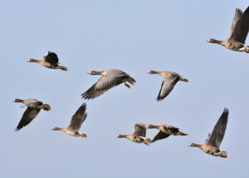 Klucze dzikich ptaków na lubuskim niebie 12 fot. Pixabay