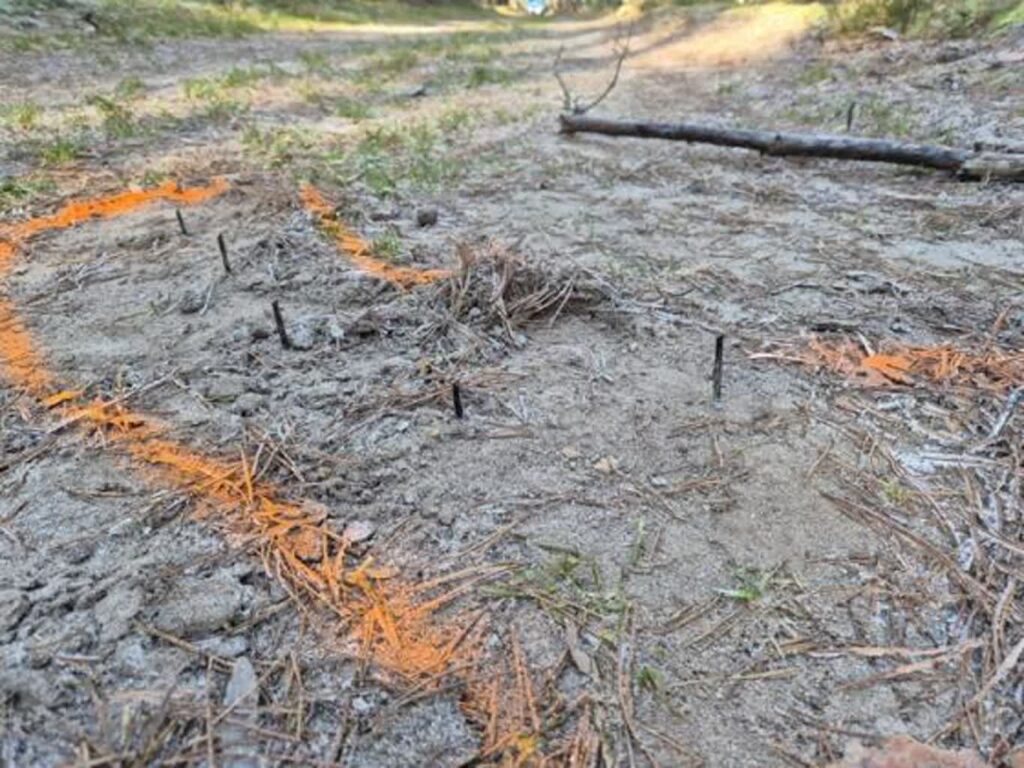 Fot. wymiarki.zielonagora.lasy.gov.pl