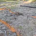 Fot. wymiarki.zielonagora.lasy.gov.pl