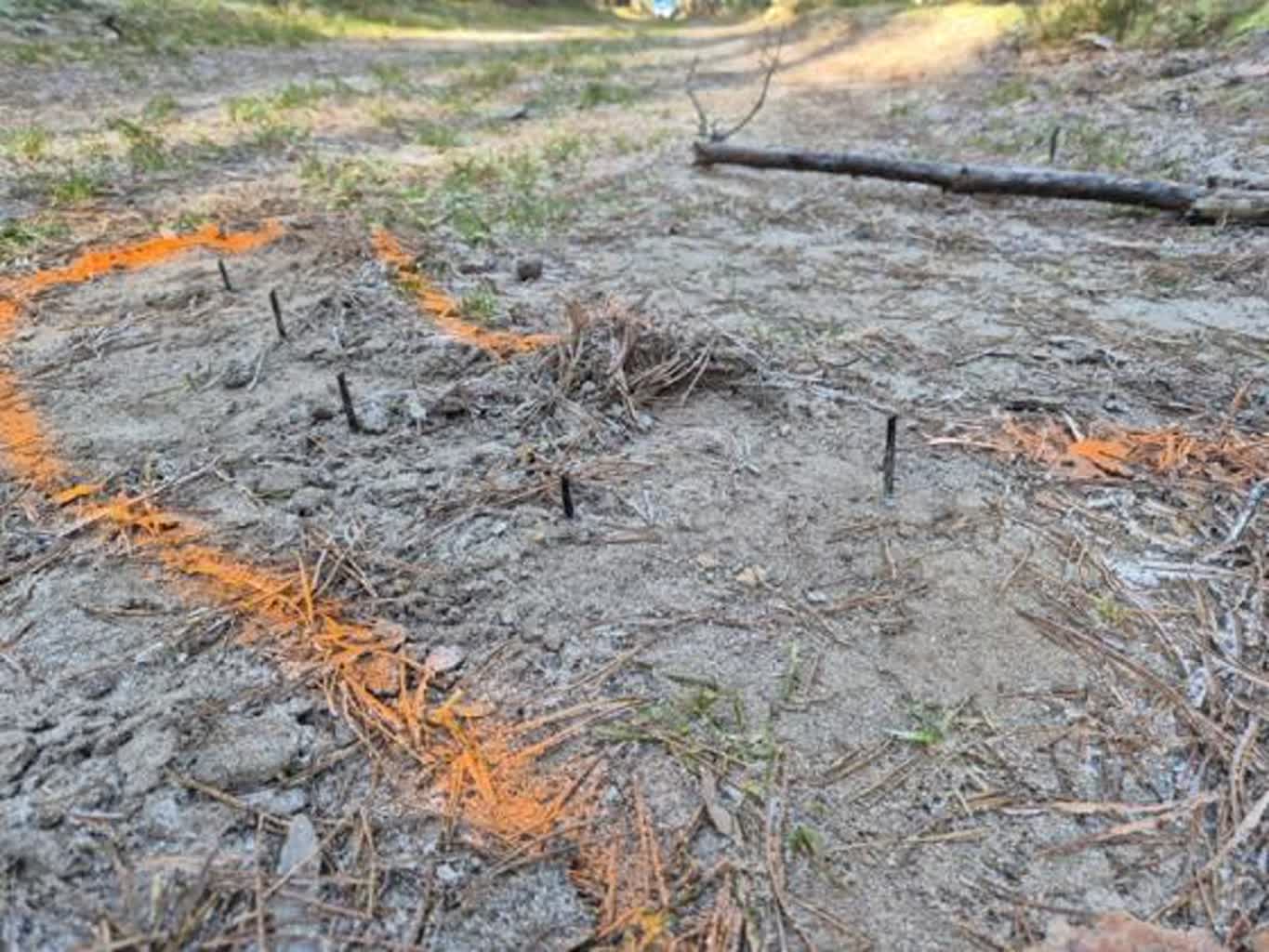 Na leśnej drodze ktoś powbijał cztery pasy wkrętów. Policja i leśnicy szukają sprawców