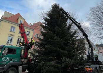 Choinka od leśników przyjedzie do Zielonej Góry 11 Choinka od leśników przyjedzie do Zielonej Góry Radio Zachód - Lubuskie