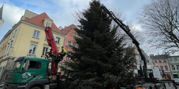 Choinka od leśników przyjedzie do Zielonej Góry Radio Zachód - Lubuskie