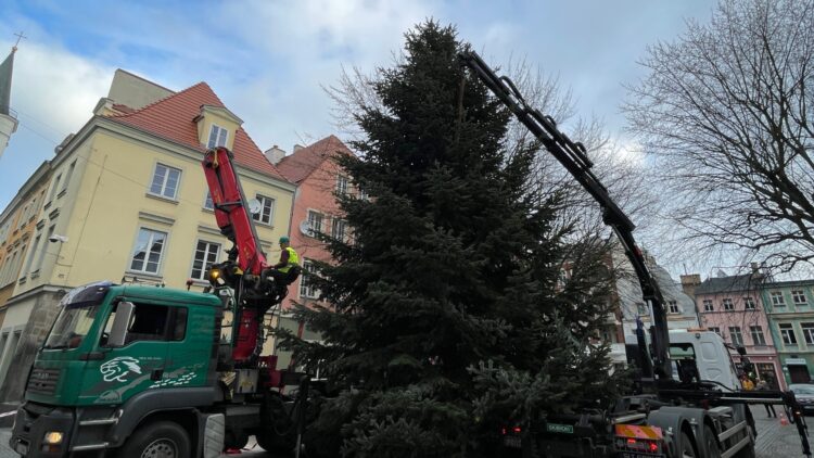 Choinka od leśników przyjedzie do Zielonej Góry Radio Zachód - Lubuskie