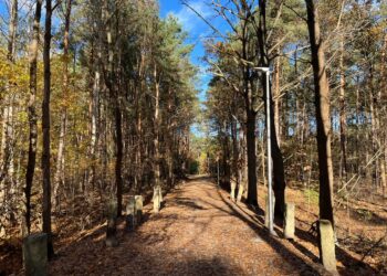 Nowa część deptaka leśnego już gotowa [GALERIA ZDJĘĆ] Radio Zachód - Lubuskie