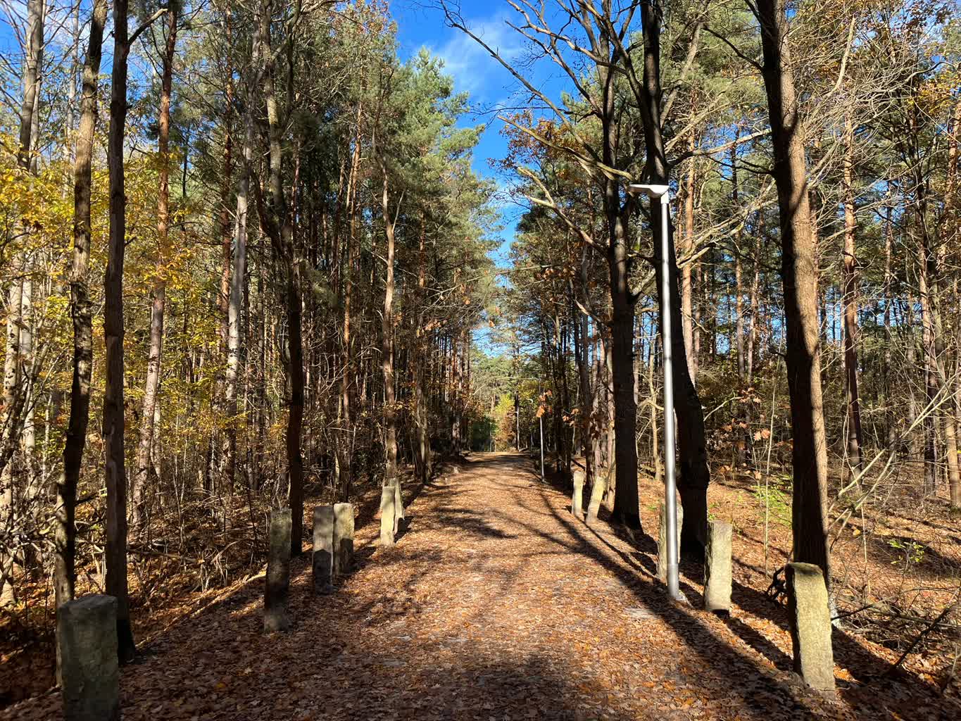 Nowa część deptaka leśnego już gotowa [GALERIA ZDJĘĆ] Radio Zachód - Lubuskie