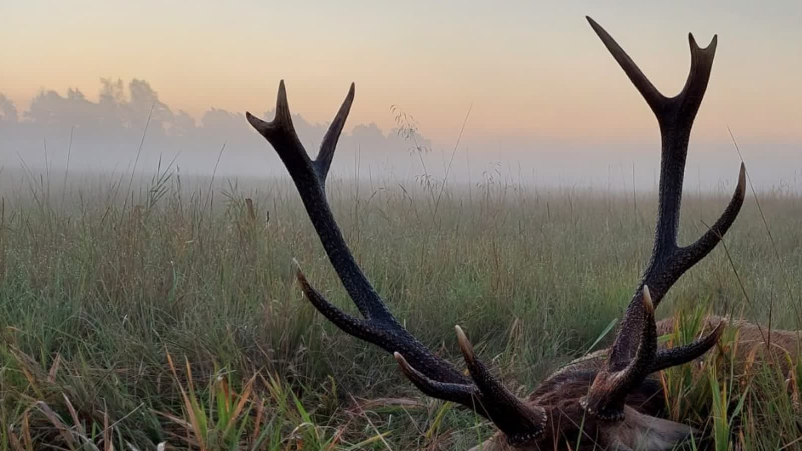 Podrzucony martwy dzik z ASF pod Piotrkowem Trybunalskim