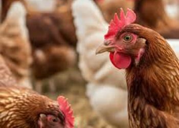 Pomór drobiu na terenie powiatu wschowskiego 12 Pomór drobiu