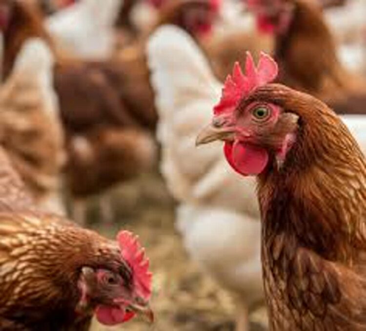 Pomór drobiu na terenie powiatu wschowskiego 9 Pomór drobiu