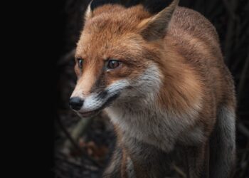 Lis fot. Jimmy Pixaba