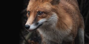 Zakaz hodowli zwierząt na futra 12 Lis fot. Jimmy Pixaba