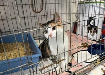 Zakończył się remont kociarni w zielonogórskim schronisku [GALERIA ZDJĘĆ] Radio Zachód - Lubuskie