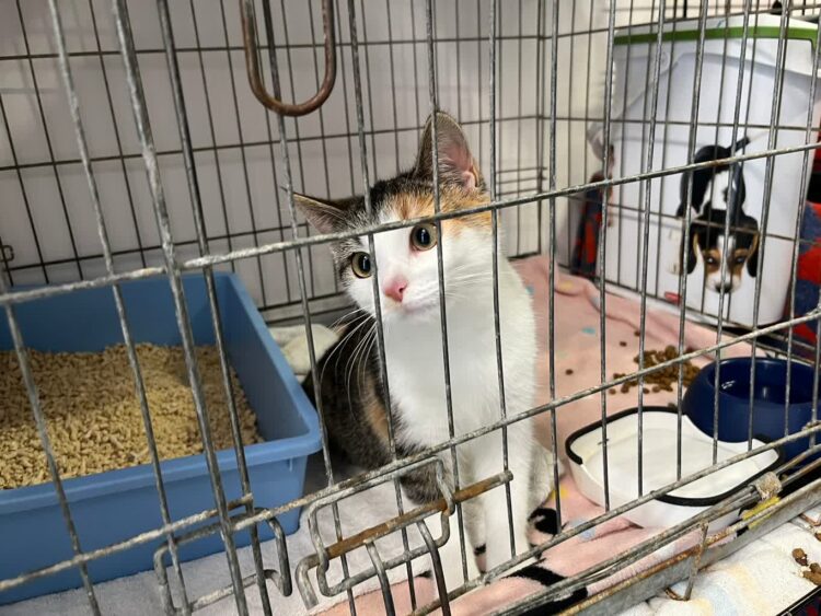 Zakończył się remont kociarni w zielonogórskim schronisku [GALERIA ZDJĘĆ] Radio Zachód - Lubuskie