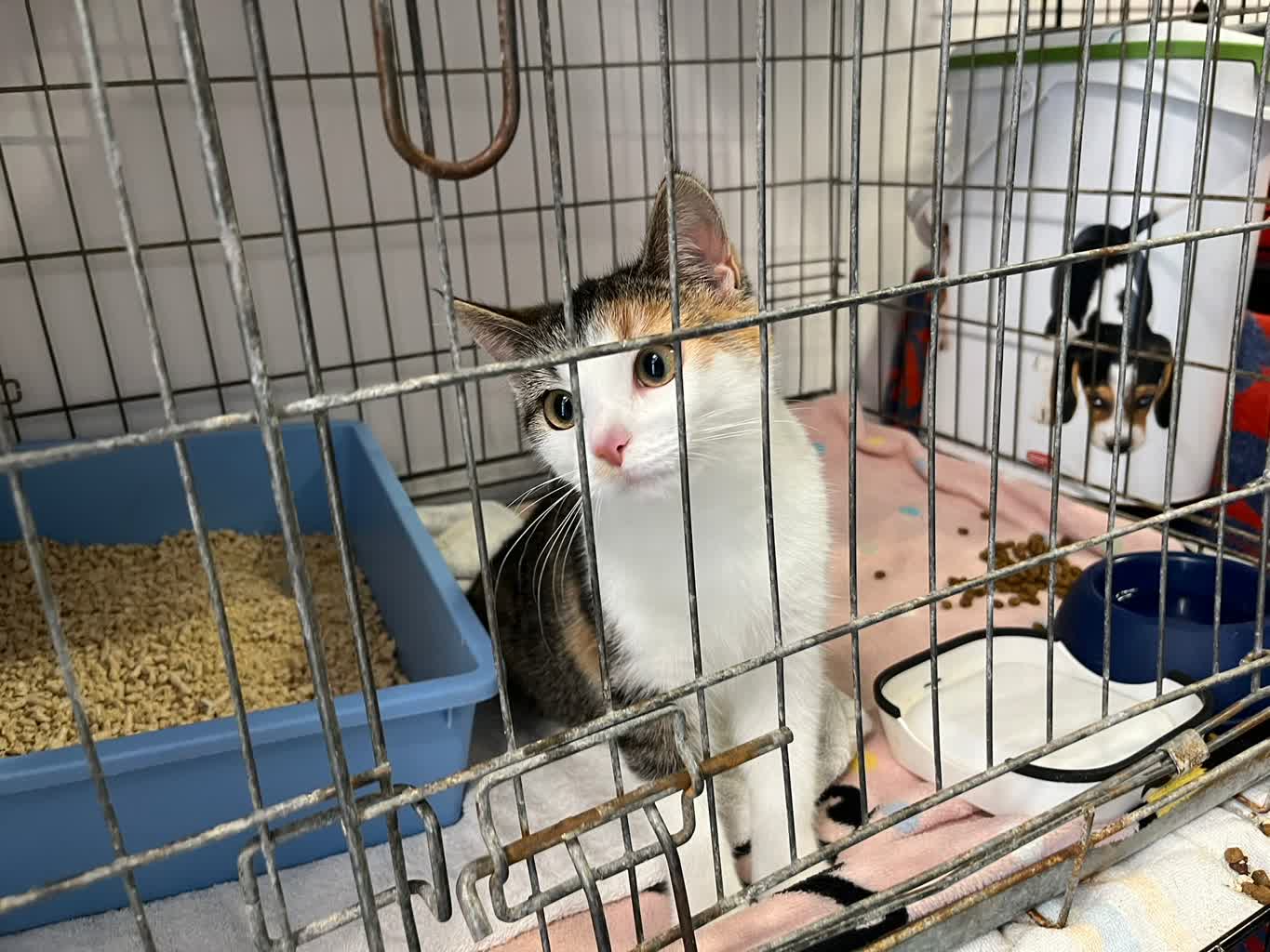 Zakończył się remont kociarni w zielonogórskim schronisku [GALERIA ZDJĘĆ] Radio Zachód - Lubuskie