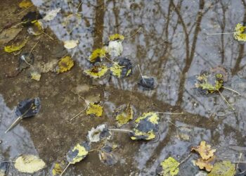 Jesień na drogach. Policja prosi o ostrożność 15 Jesień na drogach. Policja prosi o ostrożność Radio Zachód - Lubuskie
