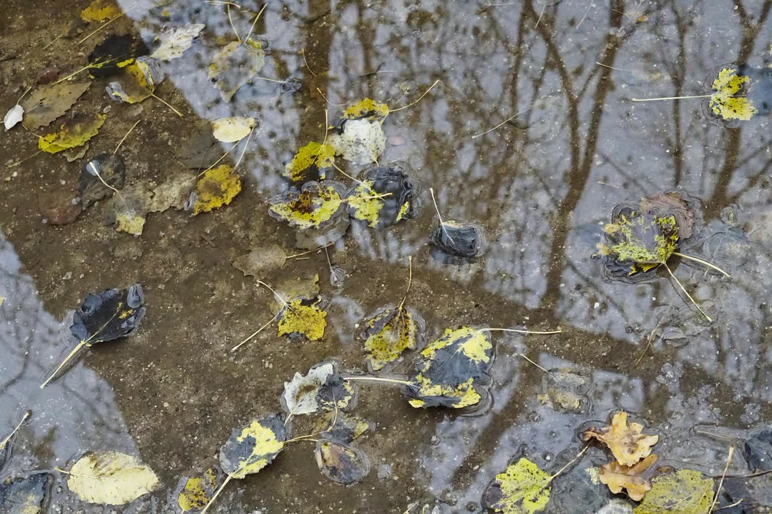 Jesień na drogach. Policja prosi o ostrożność Radio Zachód - Lubuskie