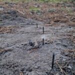 Fot. wymiarki.zielonagora.lasy.gov.pl