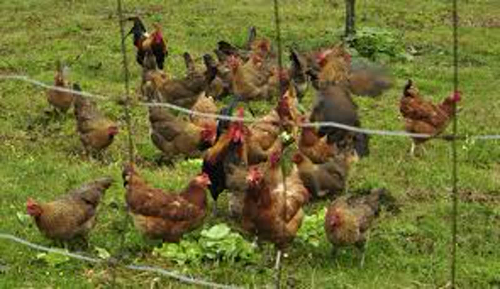 Pomór drobiu w powiecie nowosolskim