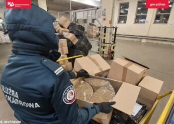 KAS: znów nielegalny tytoń 14 Fot: Izba Administracji Skarbowej w Zielonej Górze