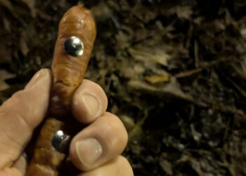 Uwaga na psy! Kiełbasa z pinezkami w gorzowskim Parku Kopernika Radio Zachód - Lubuskie