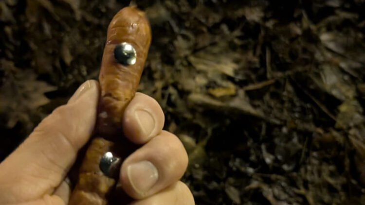 Uwaga na psy! Kiełbasa z pinezkami w gorzowskim Parku Kopernika Radio Zachód - Lubuskie