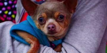 Młodzi ludzie pomagają 10 Obraz Trevor M z Pixabay