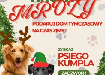 „Akcja mrozy” – schronisko poszukuje opiekunów dla zwierząt Radio Zachód - Lubuskie