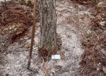 fot. Nadleśnictwo Żagań