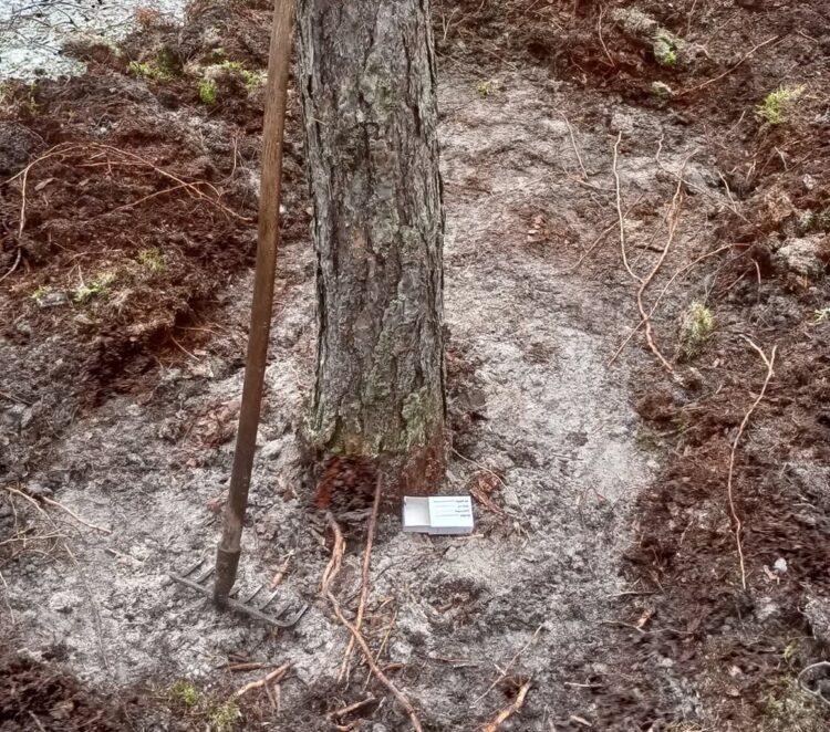 fot. Nadleśnictwo Żagań