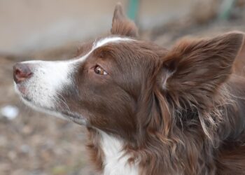 Prezydent Nawrocki zawetował ustawę łańcuchową 14 pixabay